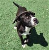 adoptable Dog in rockwall, TX named Ollie