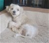 adoptable Dog in rockwall, TX named Milo