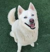 adoptable Dog in Rockwall, TX named Wrangler - $75 Adoption Fee!  Diamond Dog!