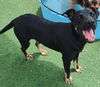 adoptable Dog in  named Shay - $75 Adoption Fee!  Diamond Dog!