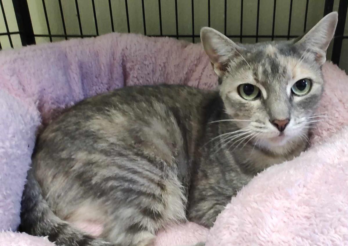 adoptable Cat in Rockwall, TX named Nia