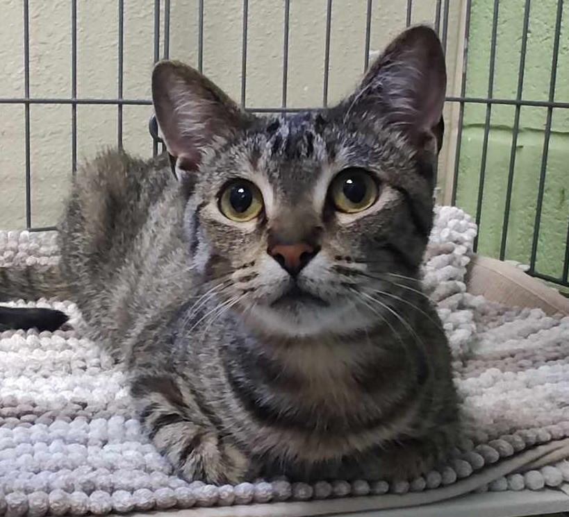 adoptable Cat in Rockwall, TX named Hera