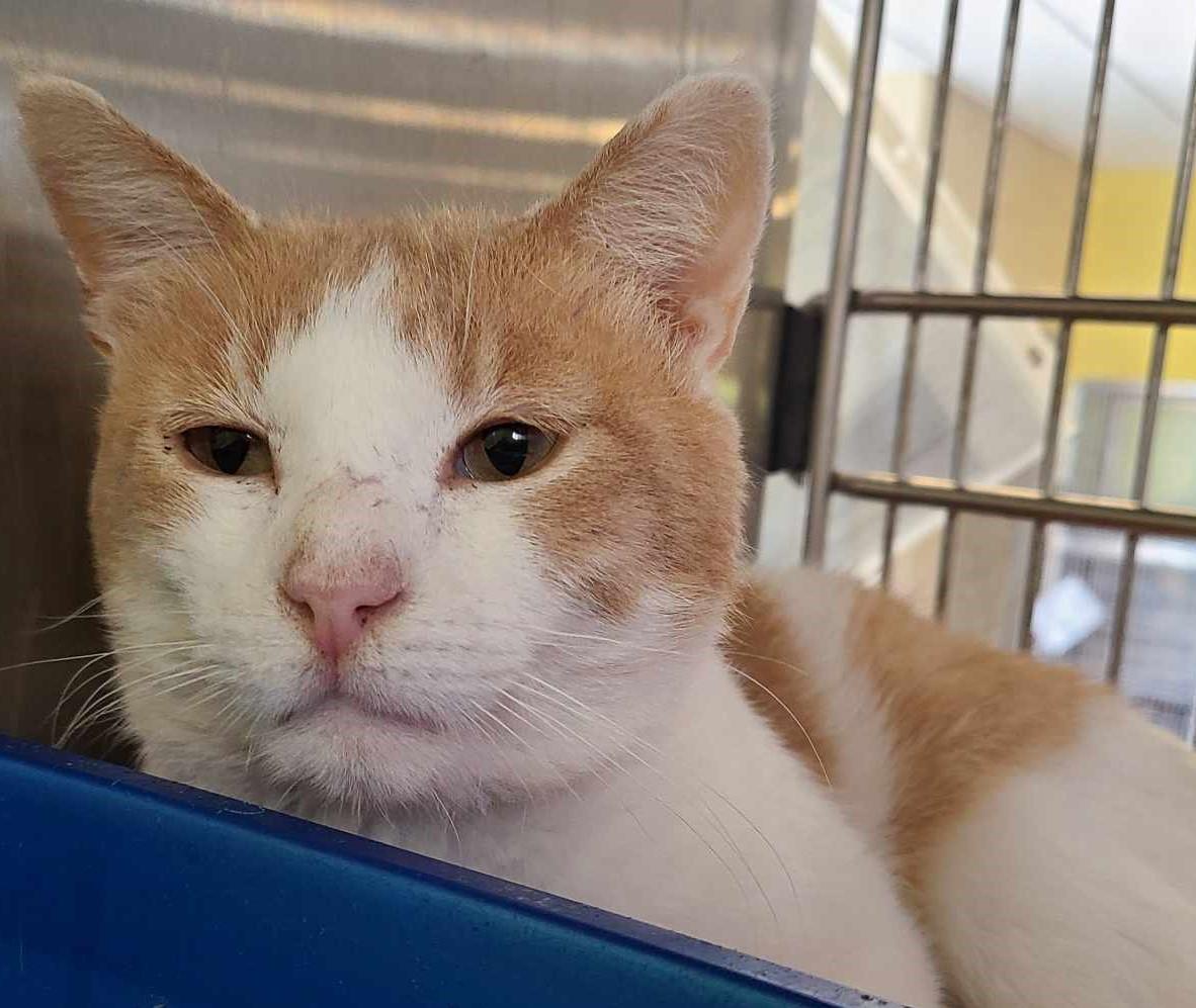 adoptable Cat in Rockwall, TX named T.C.