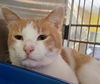 adoptable Cat in Rockwall, TX named T.C.