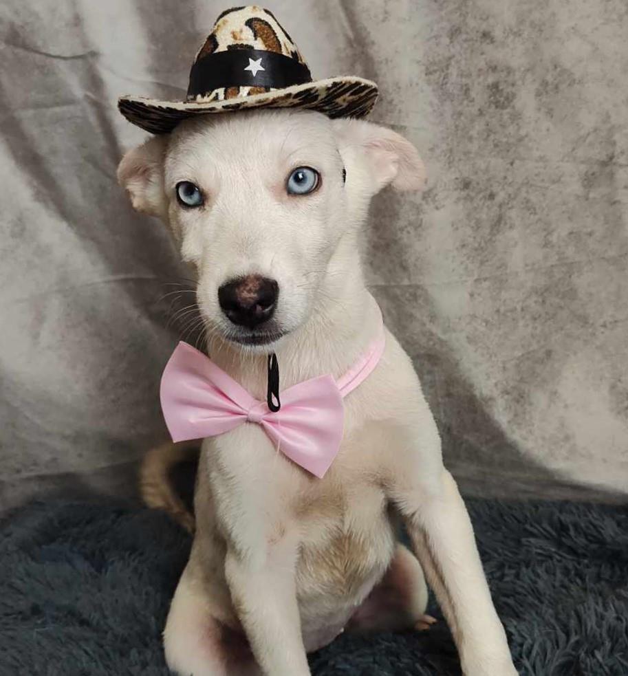 adoptable Dog in Rockwall, TX named French Fry