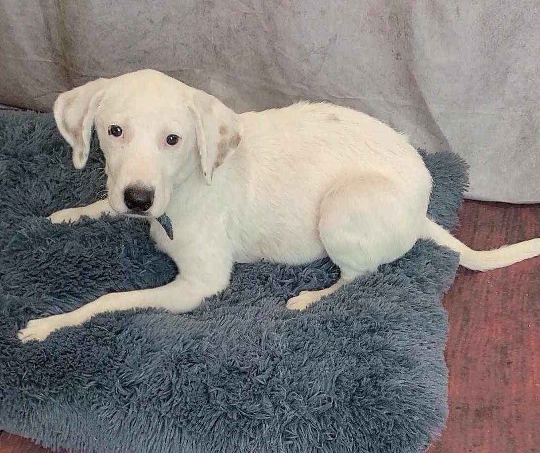 adoptable Dog in Rockwall, TX named Santa's Little Helper