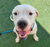 adoptable Dog in Rockwall, TX named Diesel