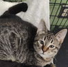 adoptable Cat in Rockwall, TX named Marco