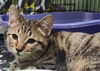 adoptable Cat in Rockwall, TX named Mason