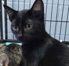 adoptable Cat in Rockwall, TX named Millicent