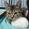 adoptable Cat in Rockwall, TX named Mavis