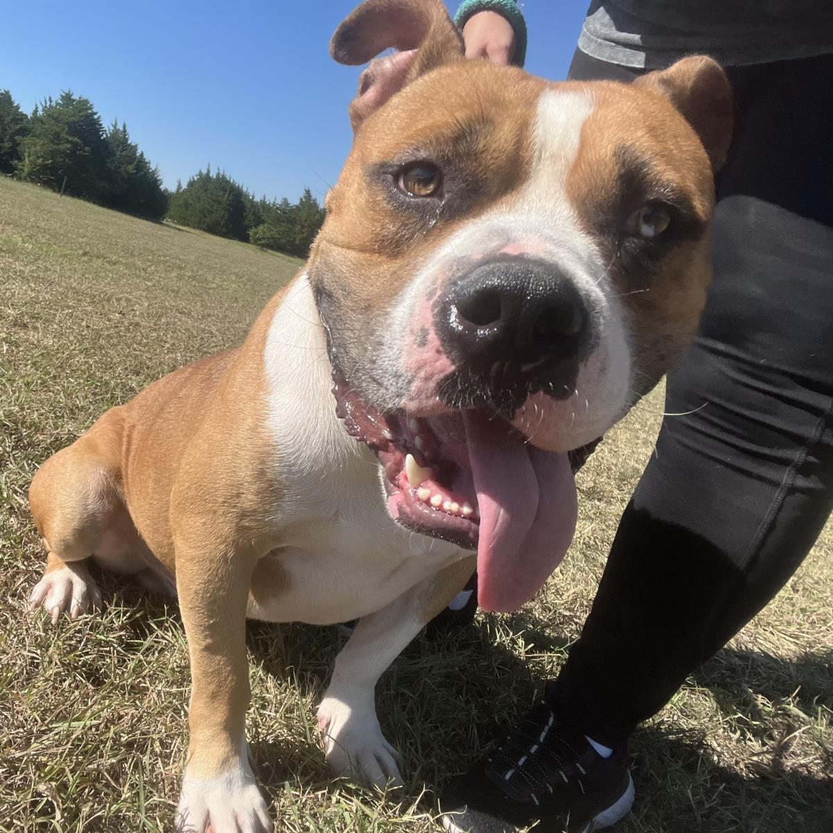 adoptable Dog in Rockwall, TX named Willie