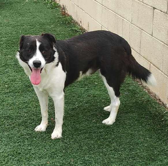 adoptable Dog in Rockwall, TX named Kirby