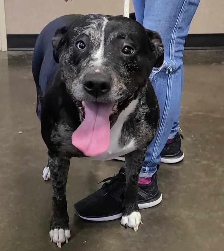 adoptable Dog in Rockwall, TX named Roxi