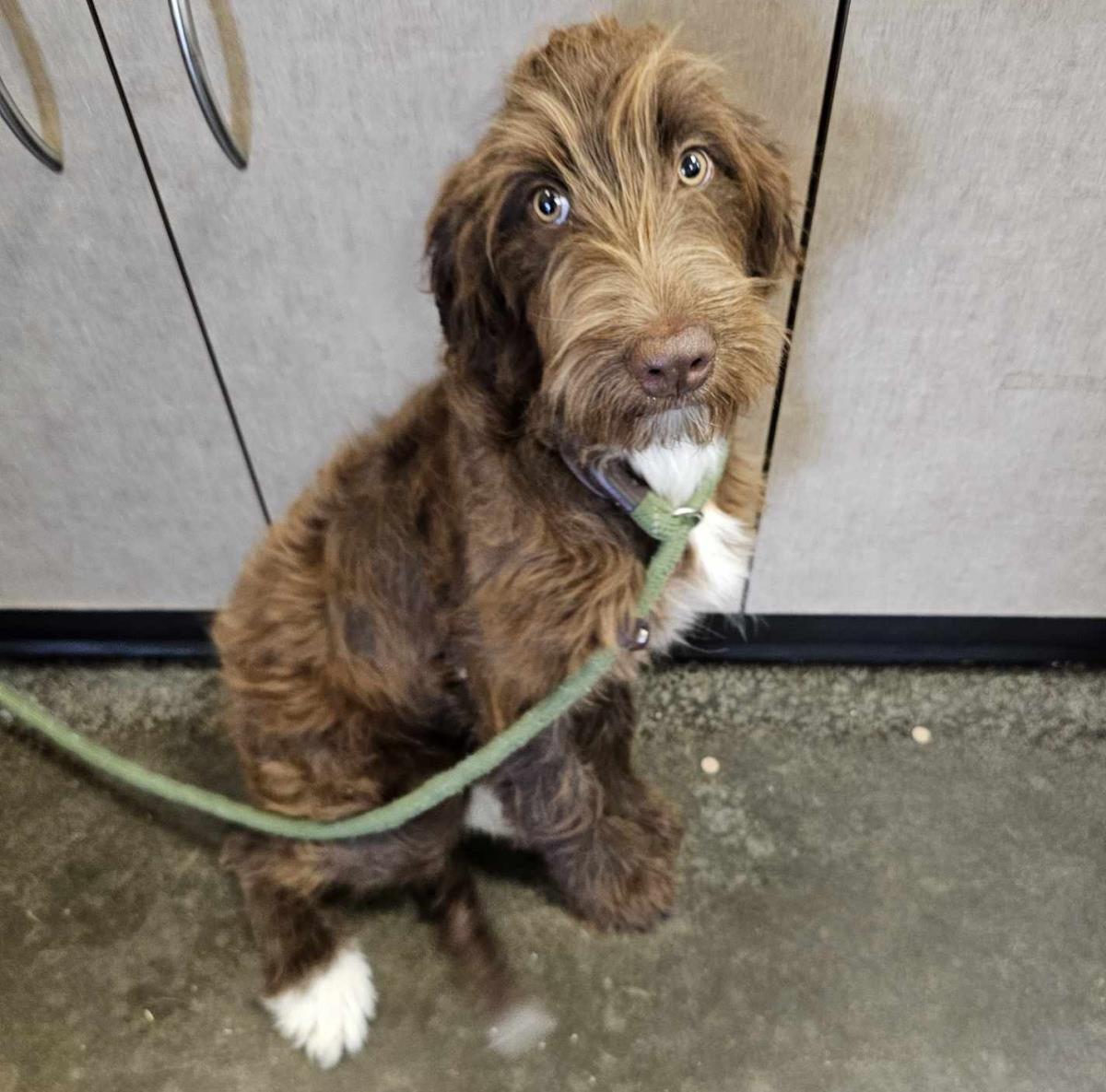 adoptable Dog in Rockwall, TX named Found stray: Pumpkin