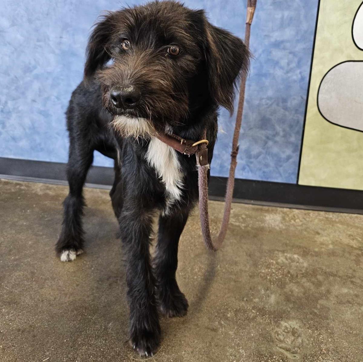 adoptable Dog in Rockwall, TX named Found stray: Squash