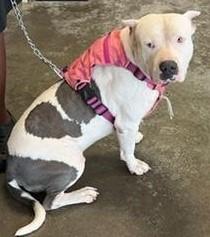 adoptable Dog in Rockwall, TX named Blade