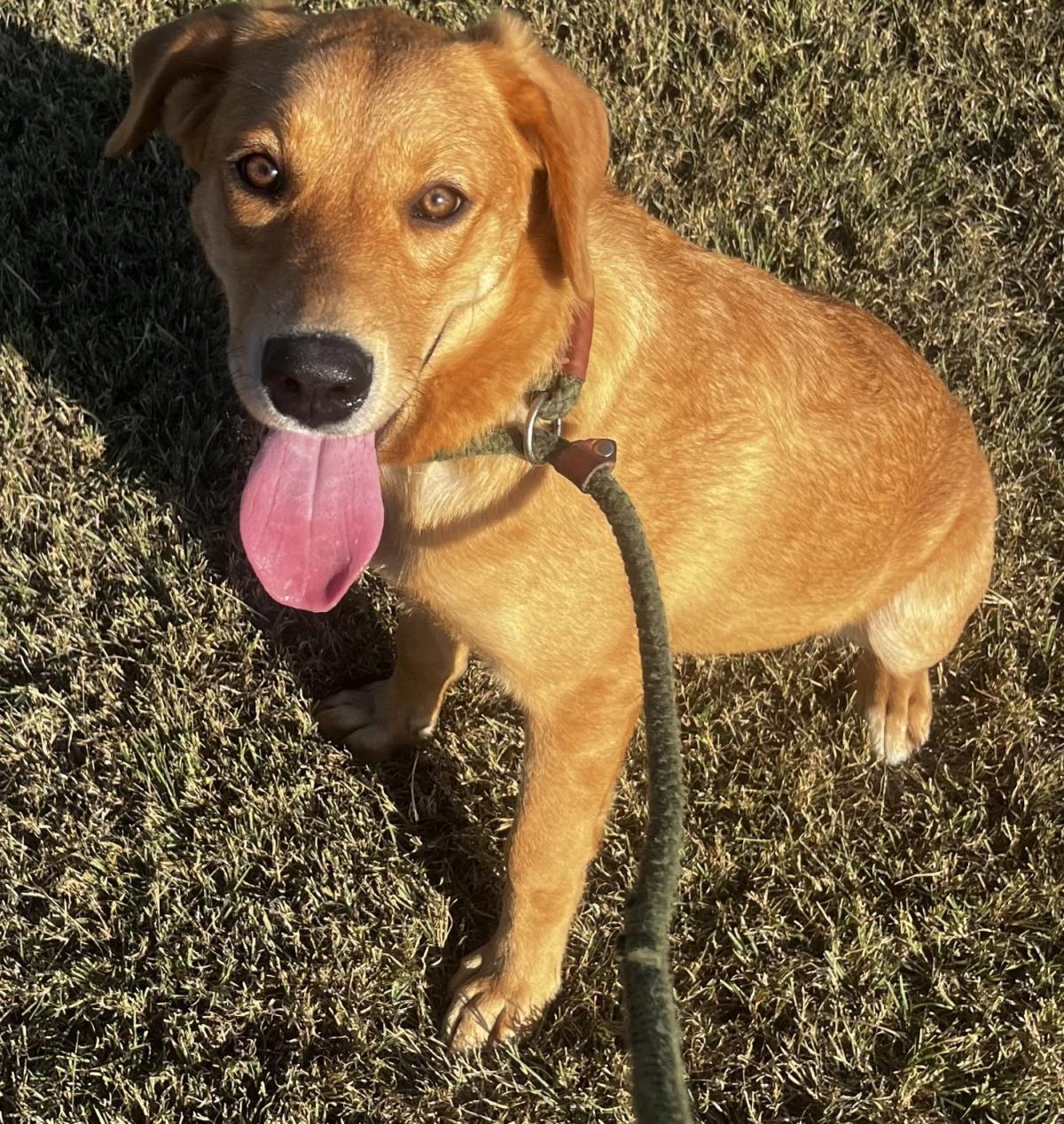 adoptable Dog in Rockwall, TX named Brussel Sprout