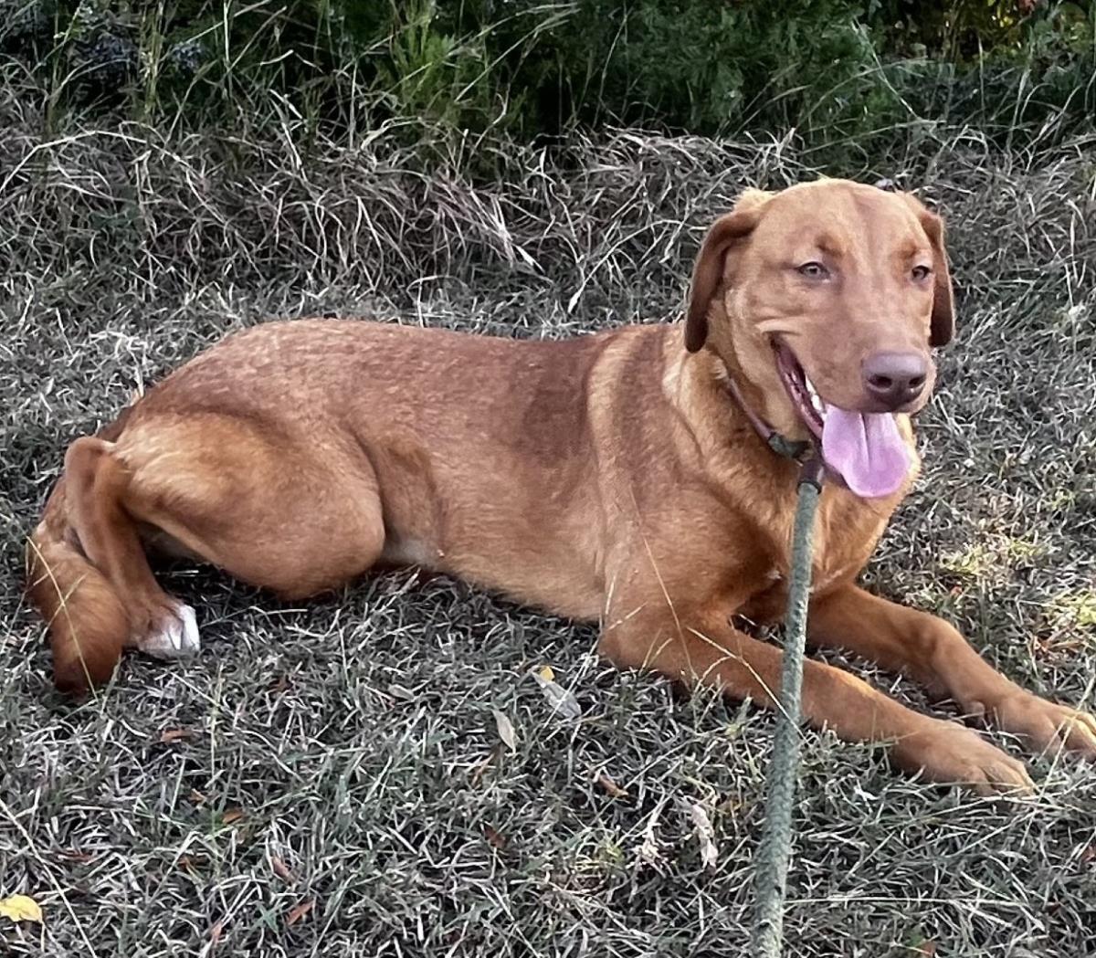 adoptable Dog in Rockwall, TX named Sweet Potato