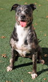 adoptable Dog in  named Roxi - In Foster
