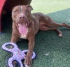 adoptable Dog in  named Bob - $75 Adoption Fee!  Diamond Dog!