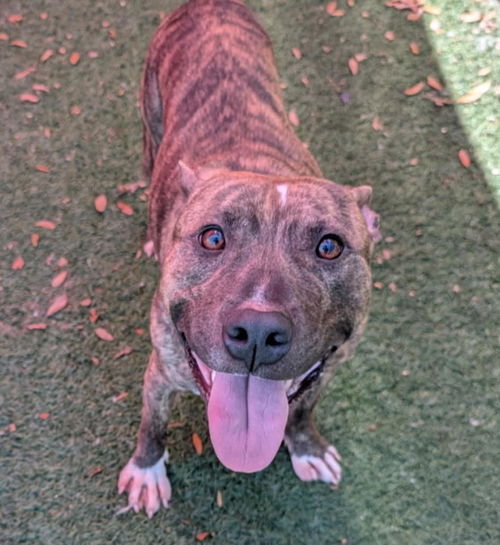 picture of the dog needing adoption