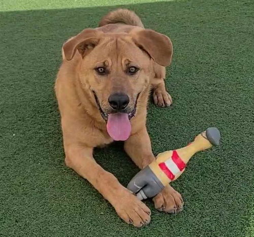 picture of the dog needing adoption
