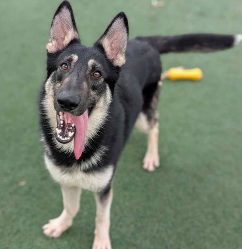 picture of the dog needing adoption
