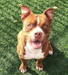 adoptable Dog in  named Robbie - $75 Adoption Fee!  Diamond Dog!