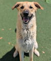 adoptable Dog in  named Champ - $75 Adoption Fee!  Diamond Dog!