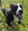 adoptable Dog in  named Midnight - $75 Adoption Fee!  Diamond Dog!