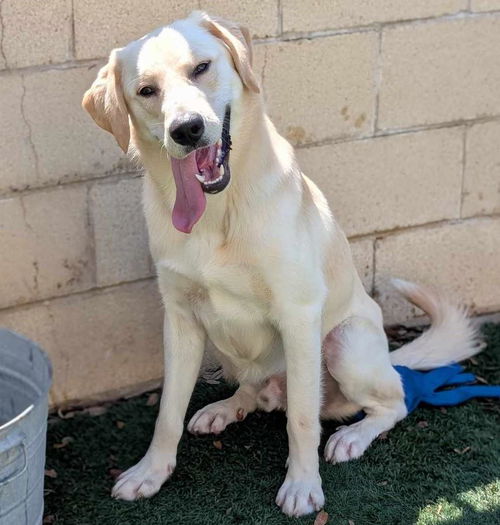 picture of the dog needing adoption