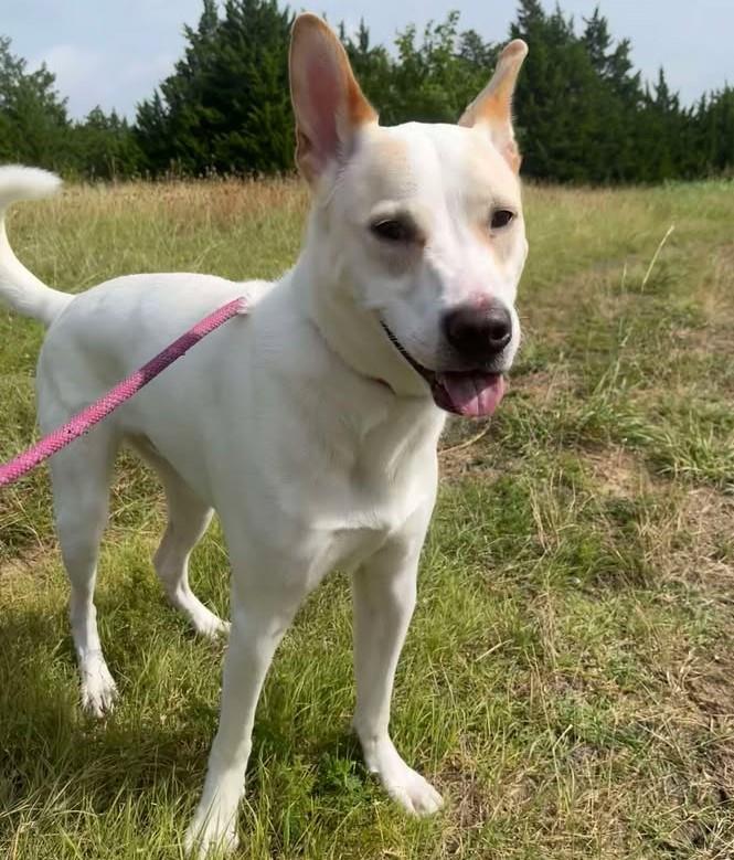 adoptable Dog in Rockwall, TX named Lucky - $75 Adoption Fee! Diamond Dog!