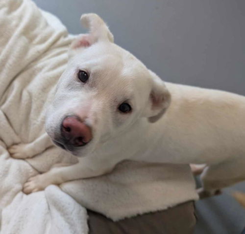 picture of the dog needing adoption