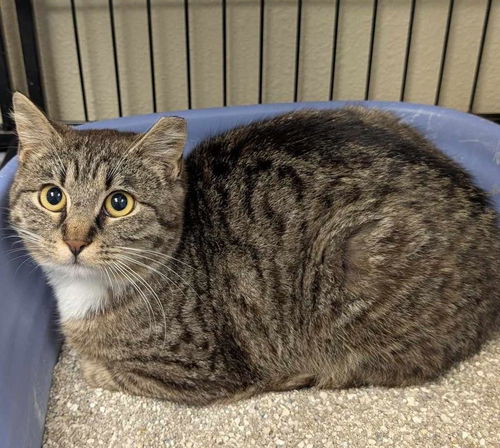 picture of the cat needing adoption