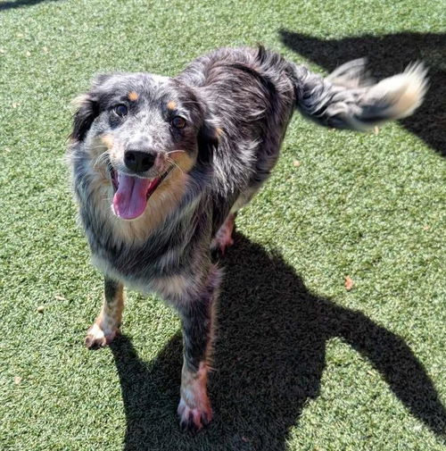 picture of the dog needing adoption