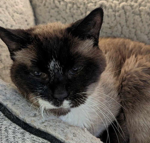 picture of the cat needing adoption
