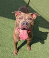 adoptable Dog in  named North - $75 Adoption Fee!  Diamond Dog!