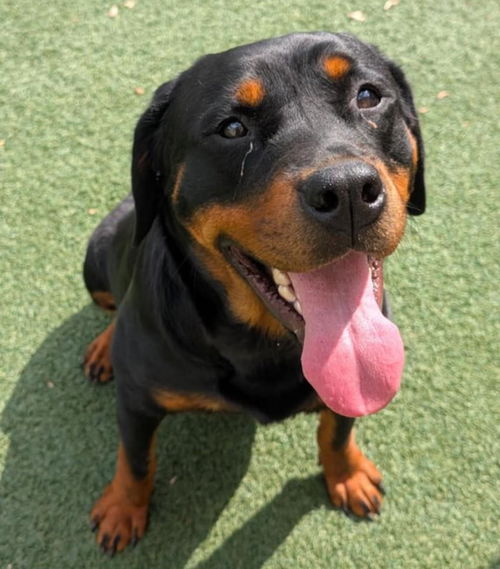 picture of the dog needing adoption