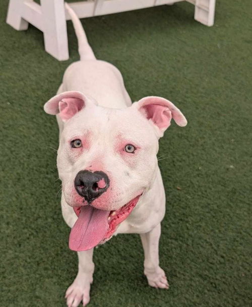 picture of the dog needing adoption