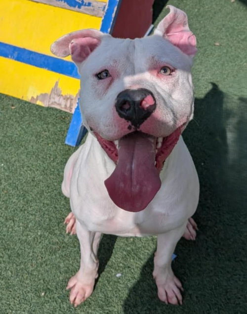 picture of the dog needing adoption