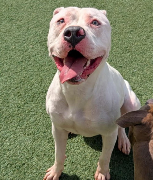 KING - $75 ADOPTION FEE!  DIAMOND DOG! - Pit Bull Terrier / American Bulldog available for adoption