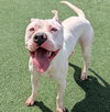 King - $75 Adoption Fee!  Diamond Dog! - Photo 3