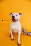 King - $75 Adoption Fee!  Diamond Dog! - Photo 1