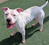 King - $75 Adoption Fee!  Diamond Dog! - Photo 2