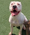 King - $75 Adoption Fee!  Diamond Dog! - Photo 3