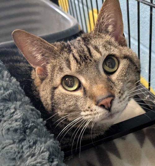 picture of the cat needing adoption