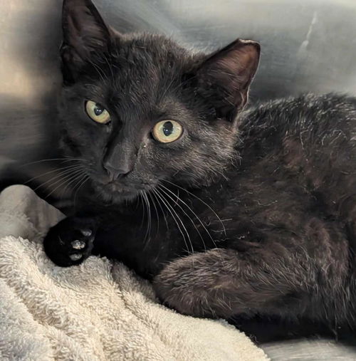 picture of the cat needing adoption