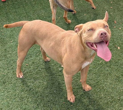 picture of the dog needing adoption