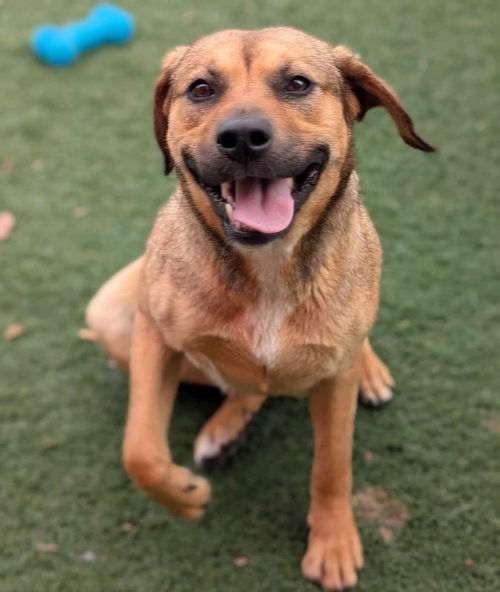 picture of the dog needing adoption